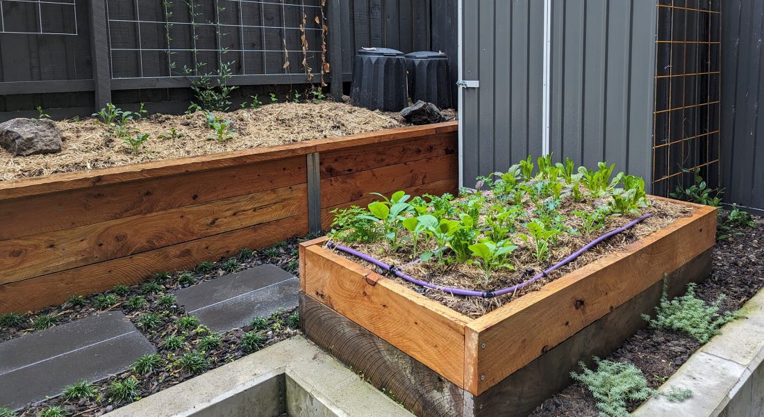 Macrocarpa Sleepers